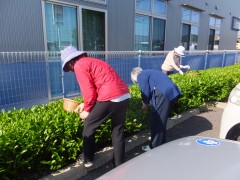 かりんの花　敷地内でお茶摘み